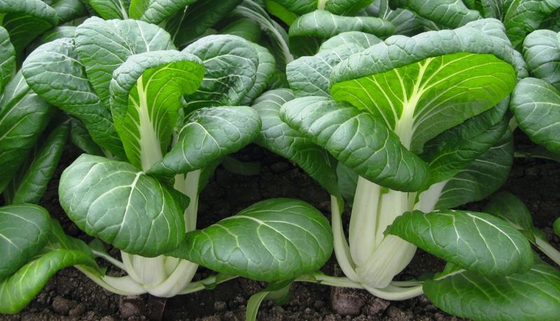 Pak Choi