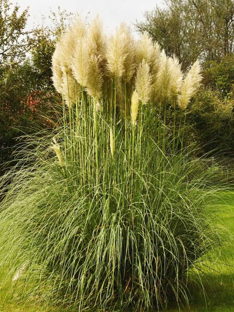 Pampas Grass