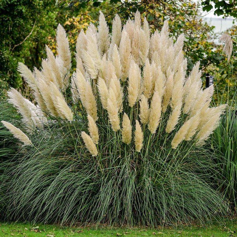 Pampas Grass