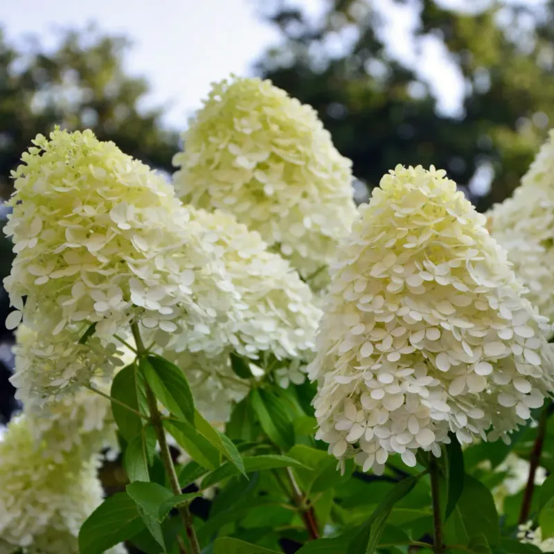 Panicle Hydrangea