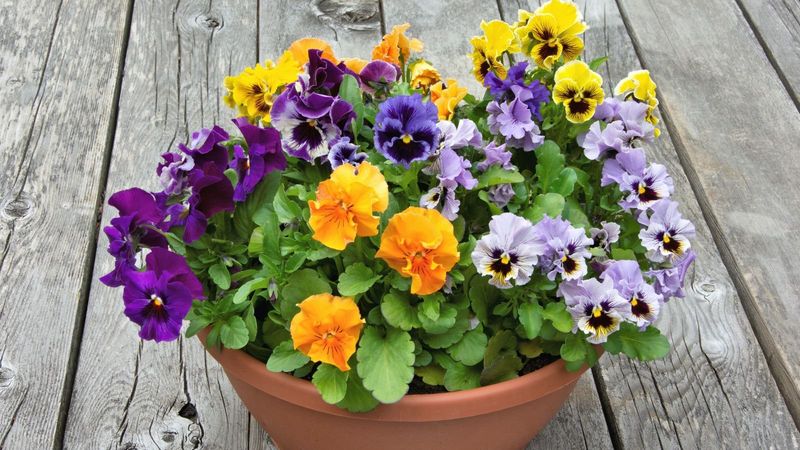 Pansies