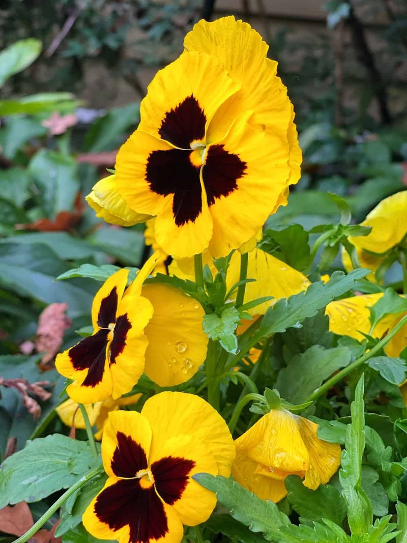 Pansies