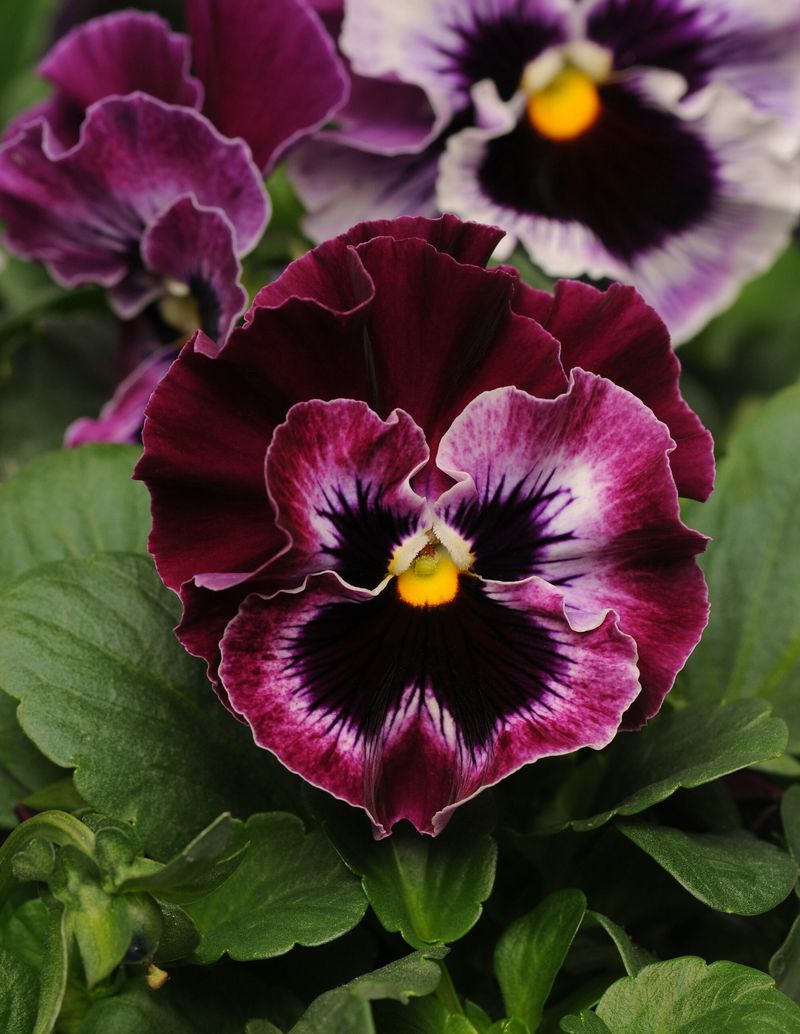 Pansy