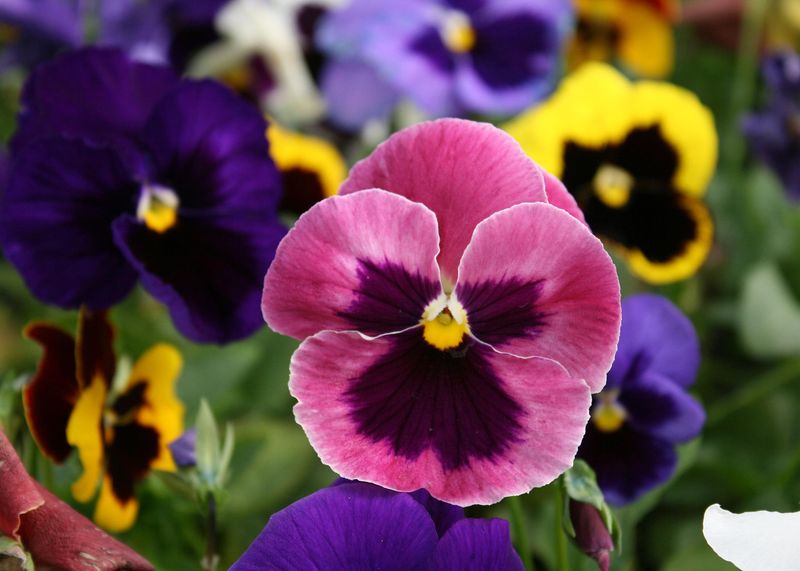 Pansy