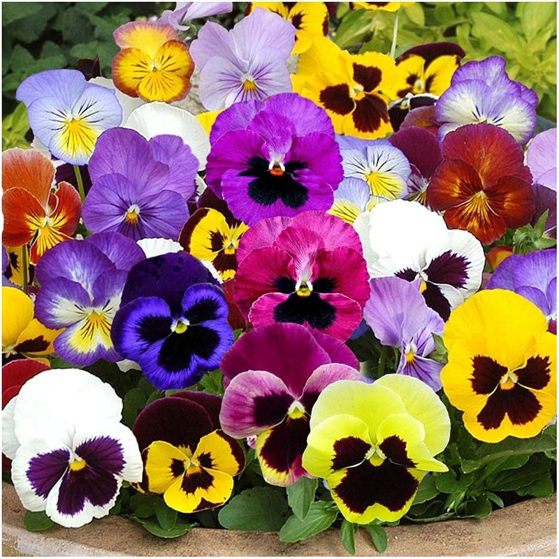 Pansy