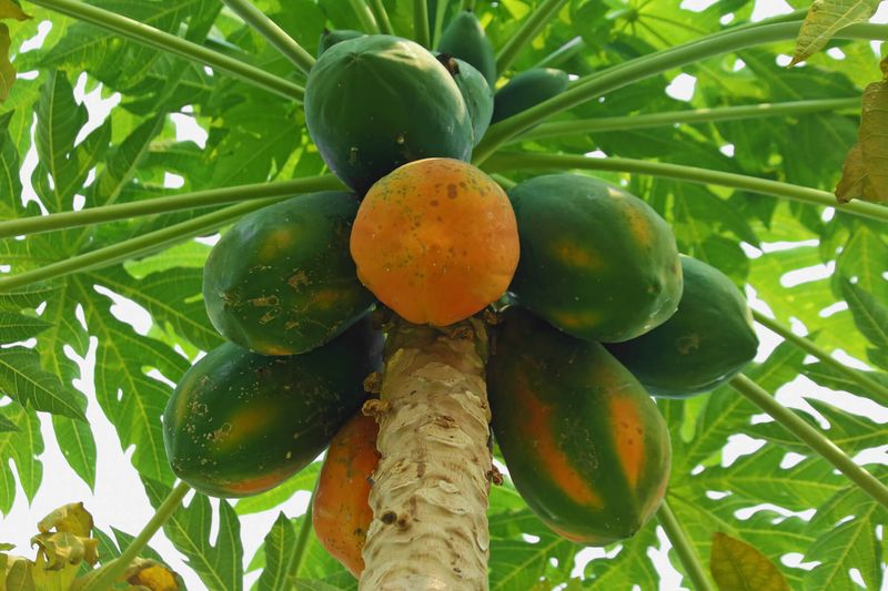 Papaya Tree