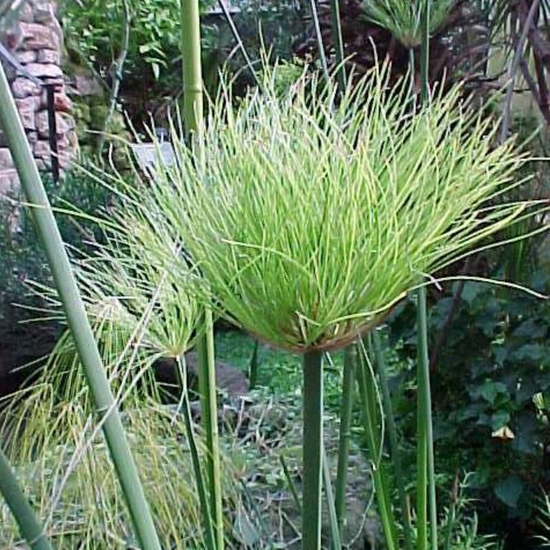 Papyrus Plant