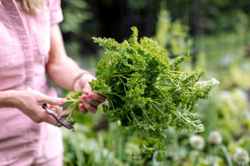 Parsley