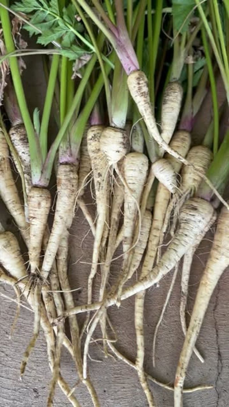 Parsnips