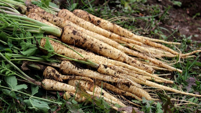 Parsnips