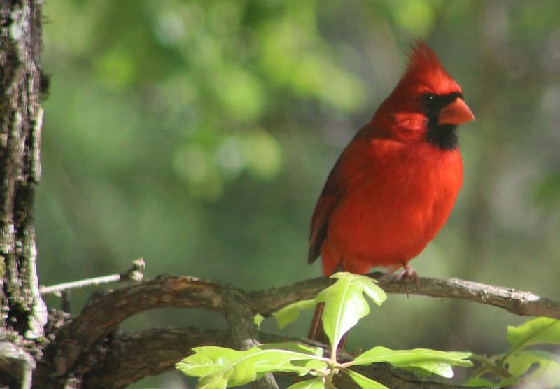 Participating in Citizen Science