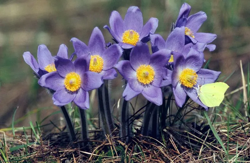 Pasqueflower