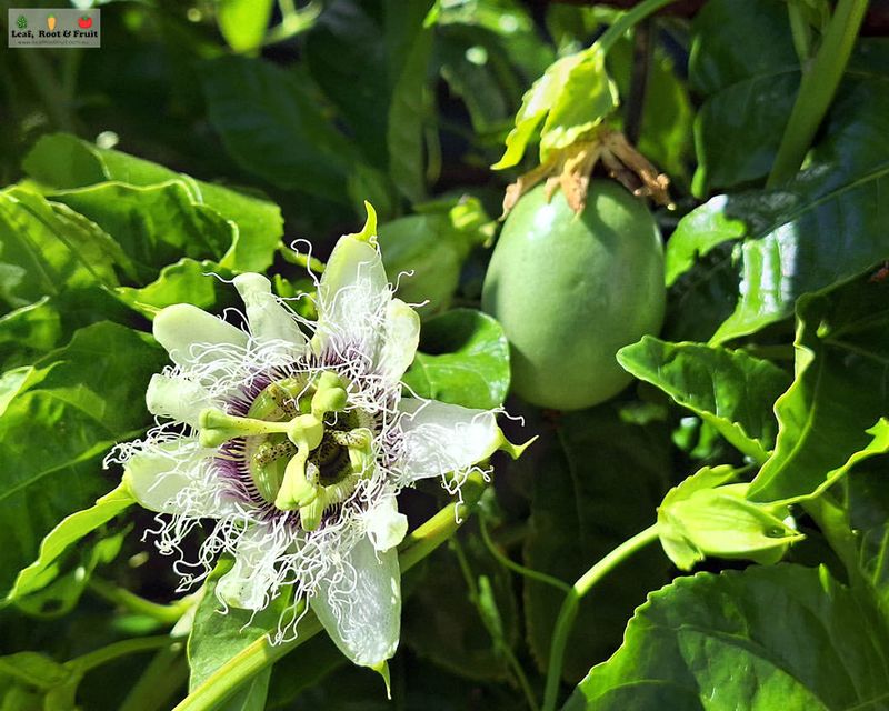 Passion Fruit Vine