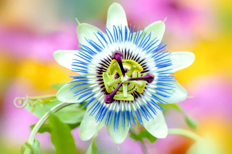 Passionflower