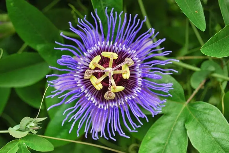 Passionflower (Passiflora incarnata)