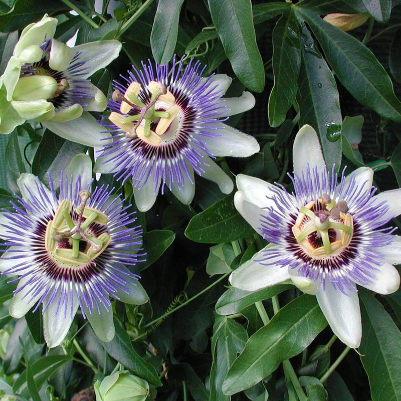 Passionflower