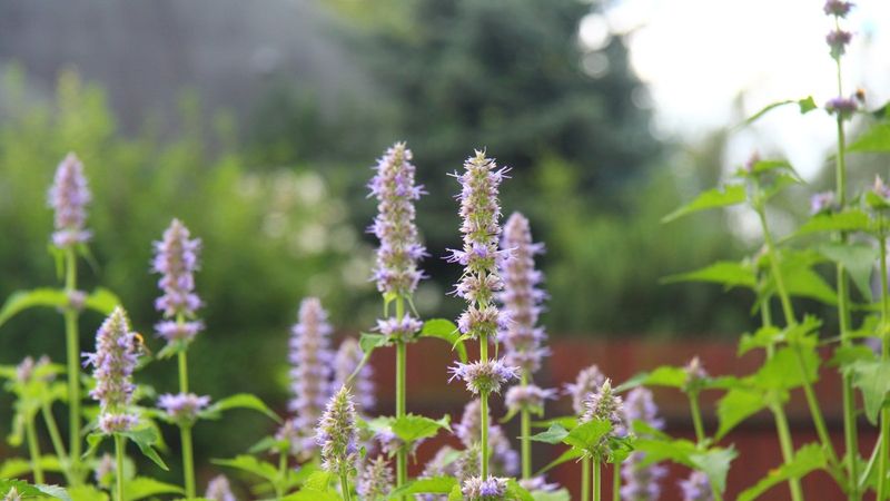 Patchouli