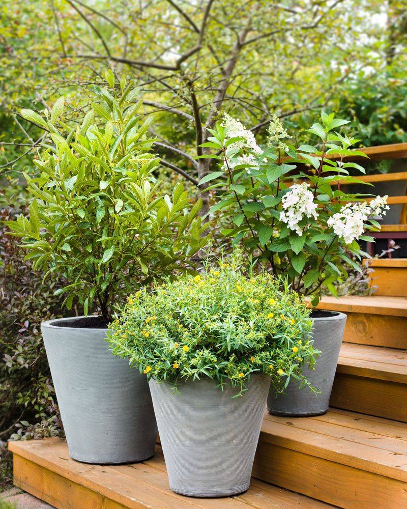 Patio and Container Gardens