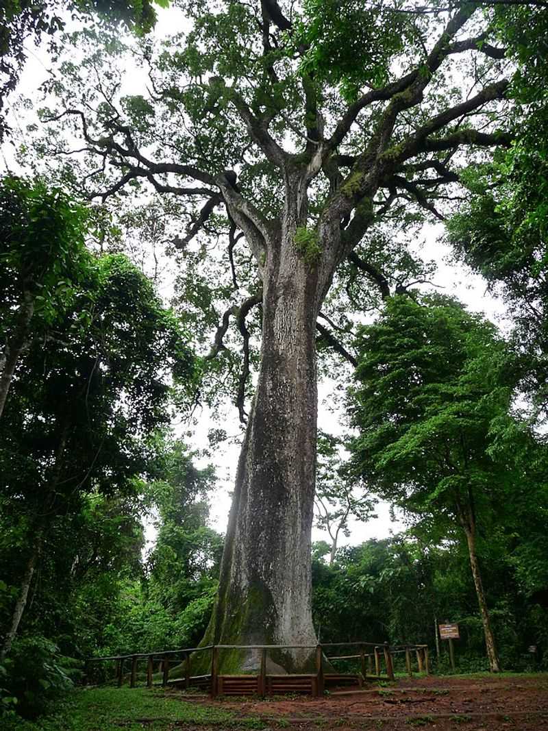 Patriarca da Floresta, Brazil