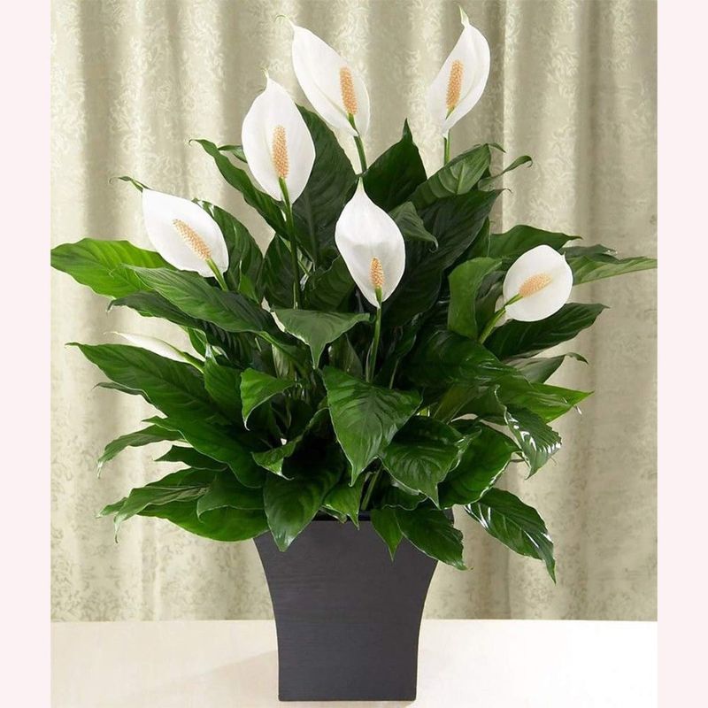 Peace Lily