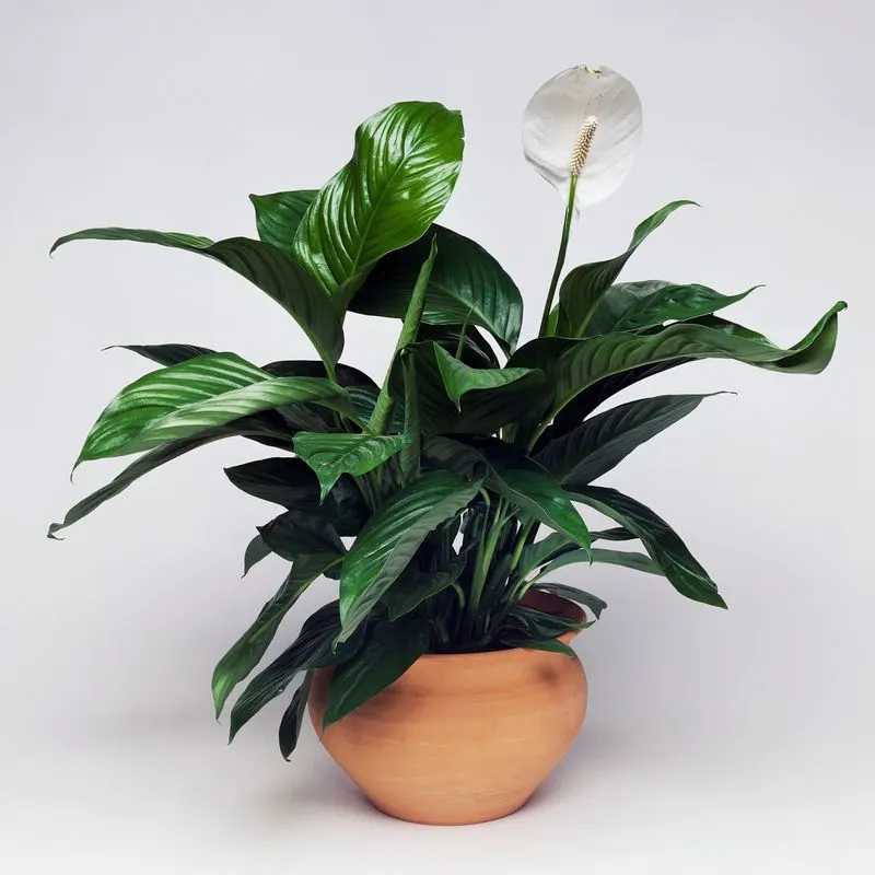 Peace Lily