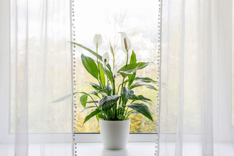 Peace Lily