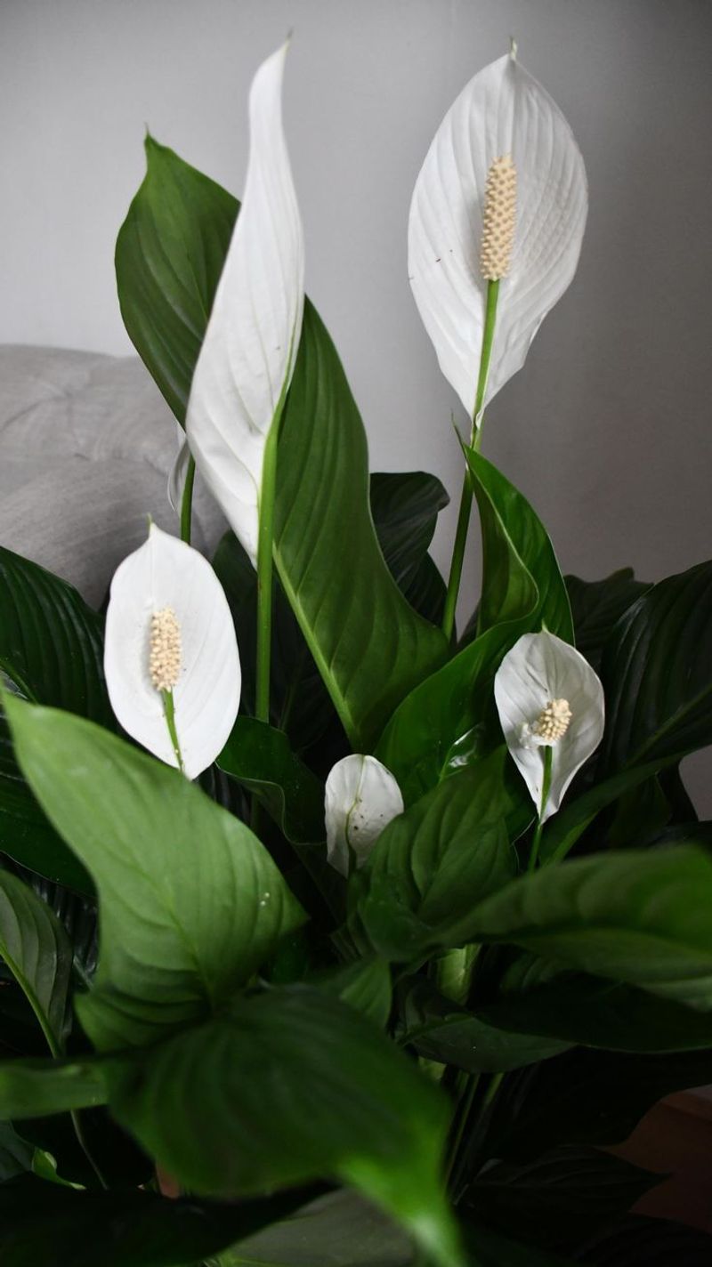 Peace Lily