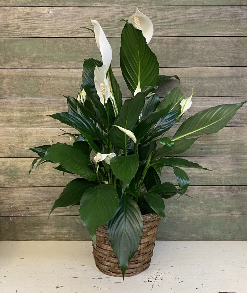 Peace Lily