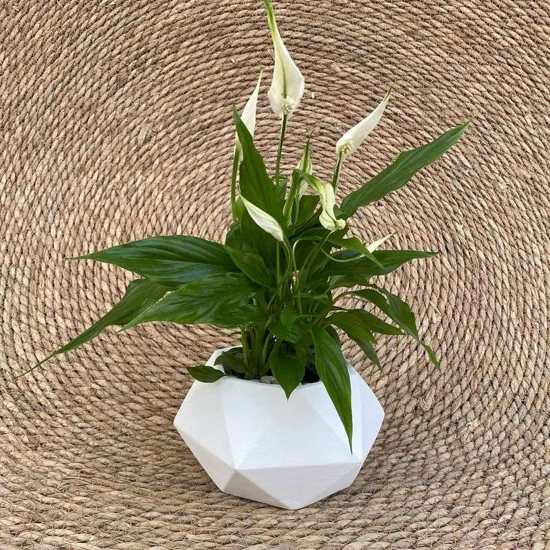 Peace Lily