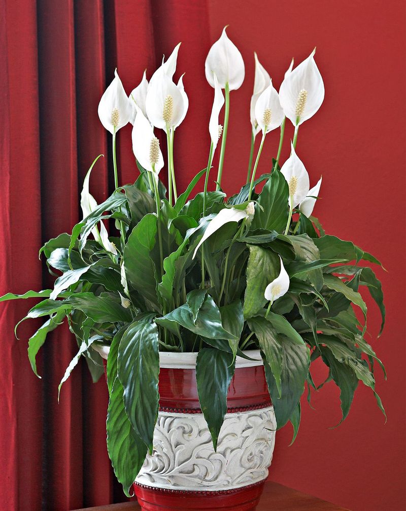 Peace Lily