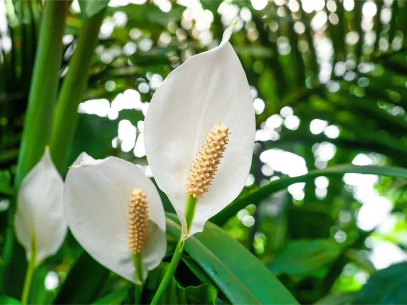 Peace Lily