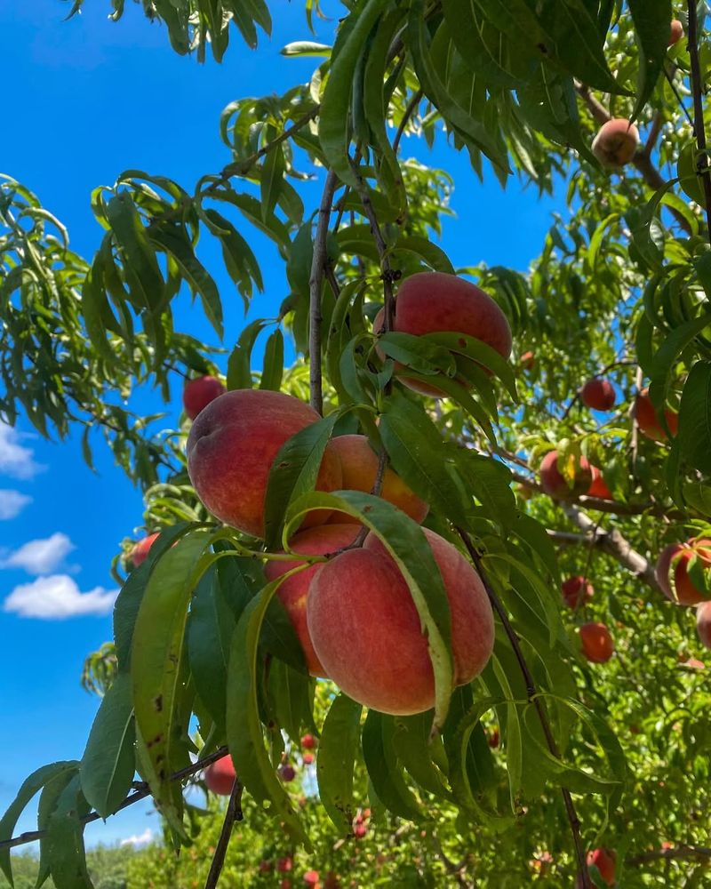 Peach Tree