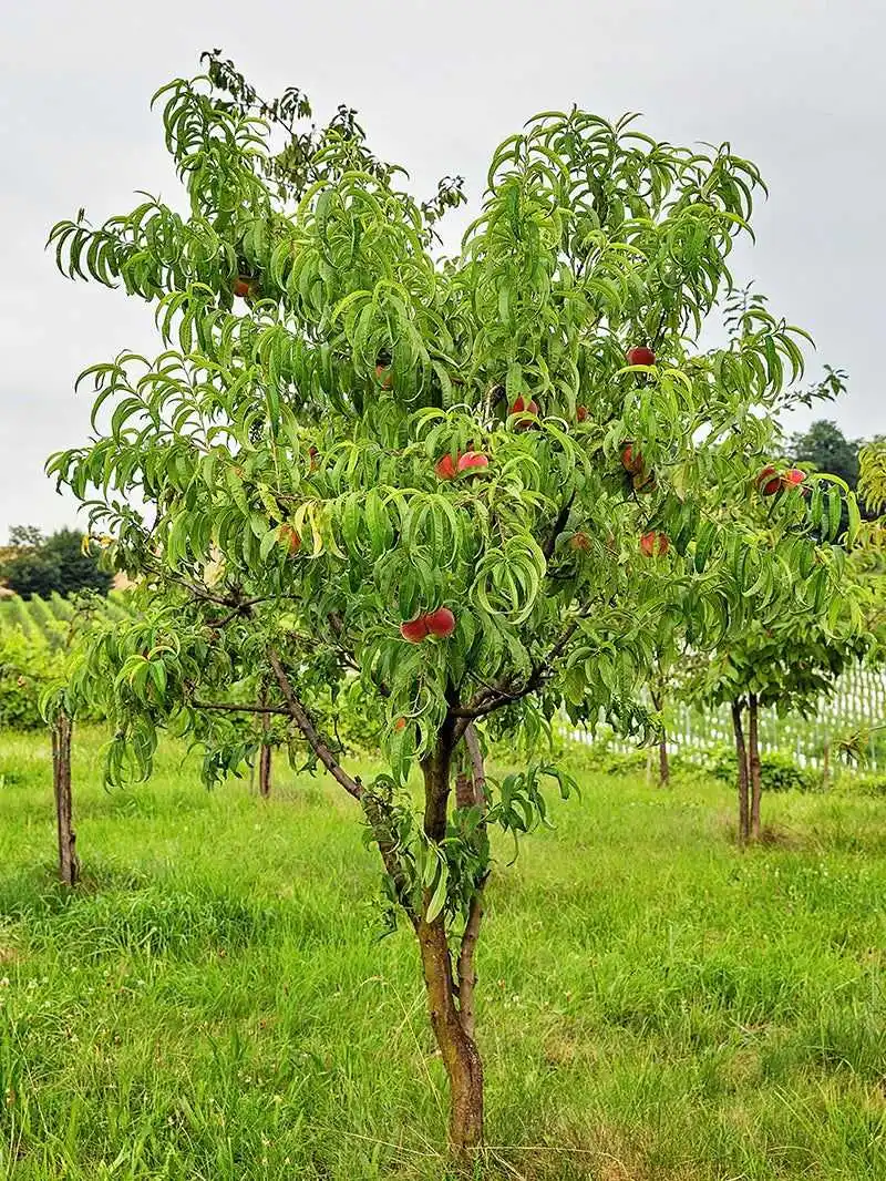 Peach Tree