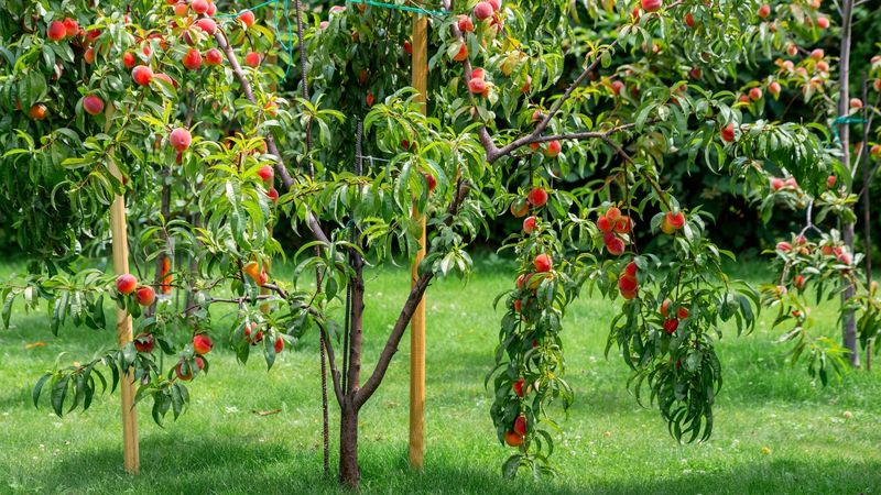 Peach Trees