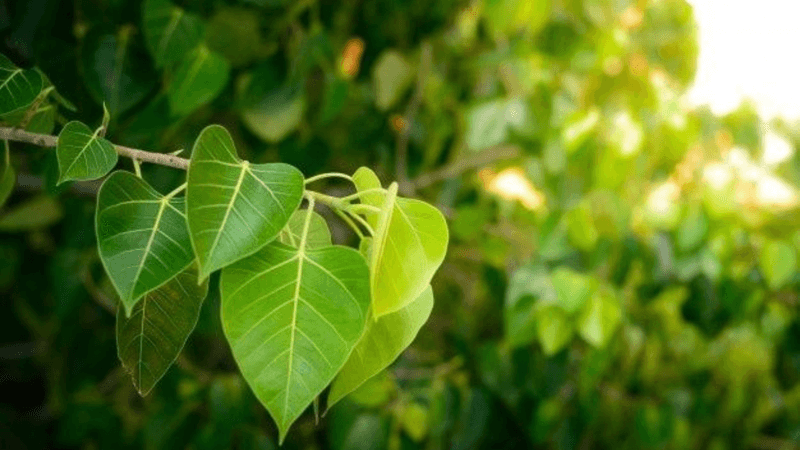 Peepal Tree