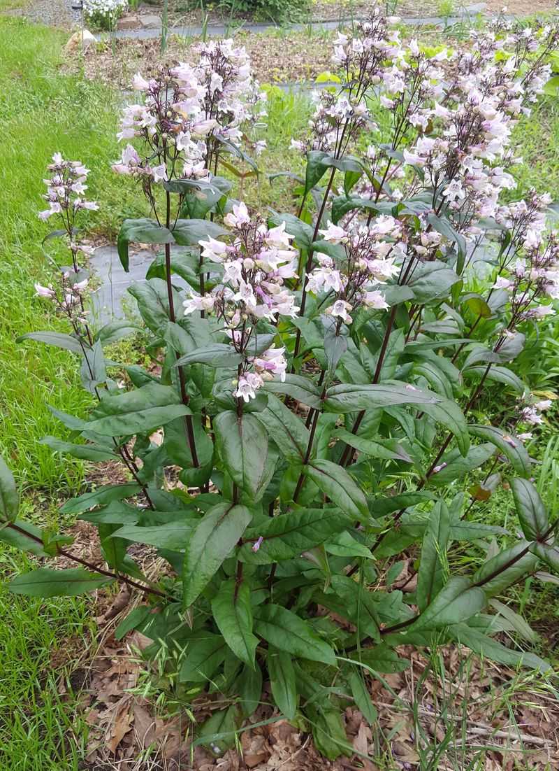 Penstemon