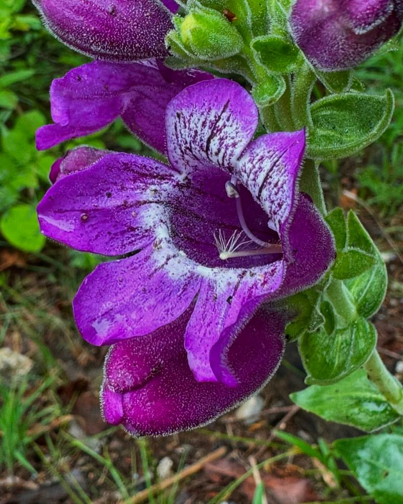 Penstemon