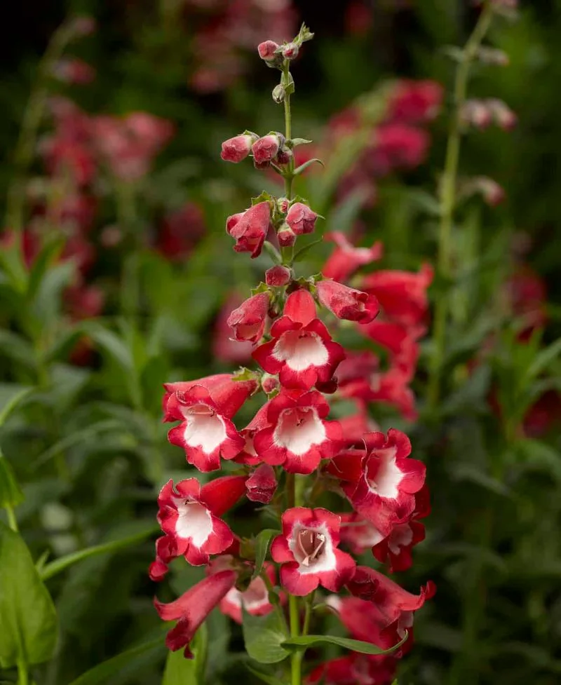 Penstemon