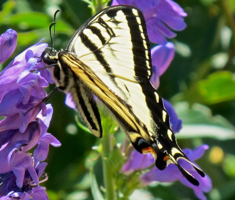 Penstemon