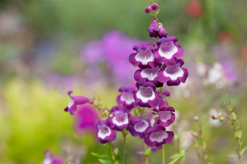 Penstemon