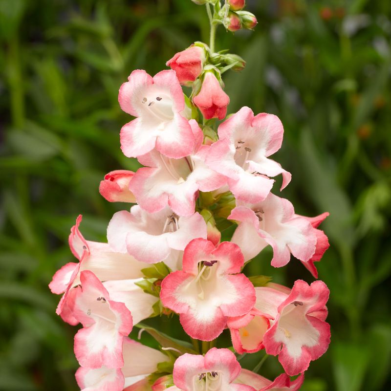 Penstemon