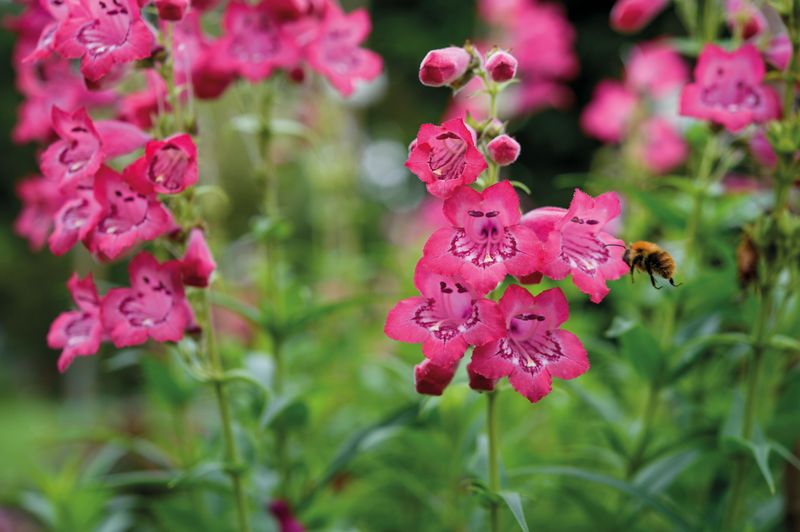 Penstemon