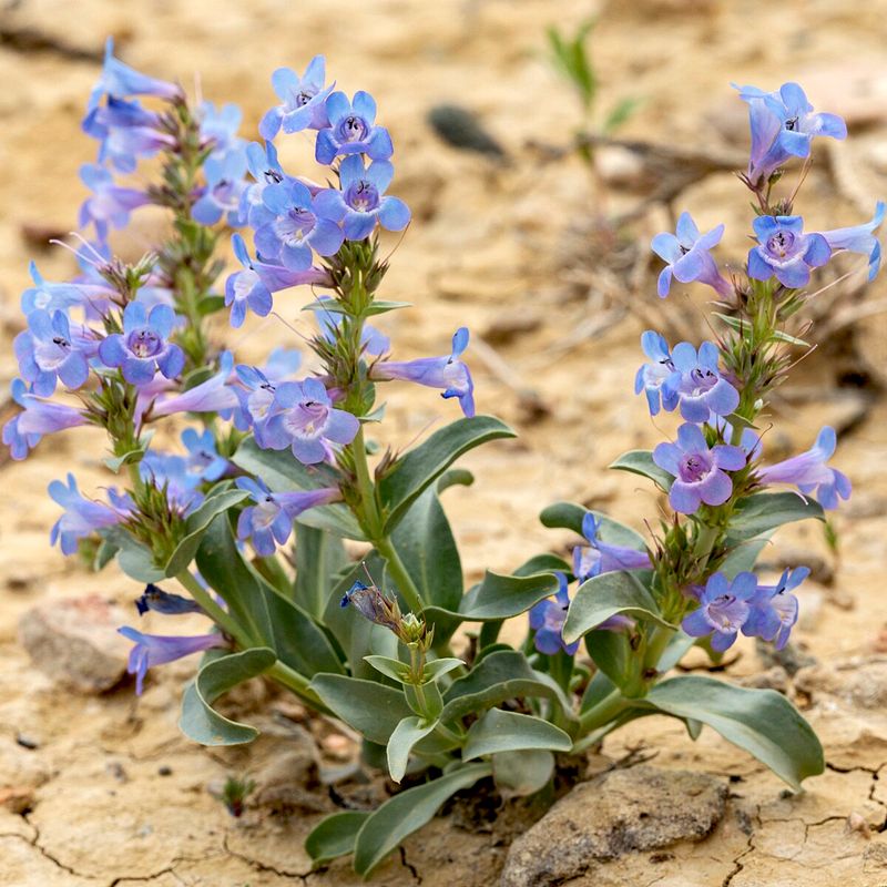 Penstemon