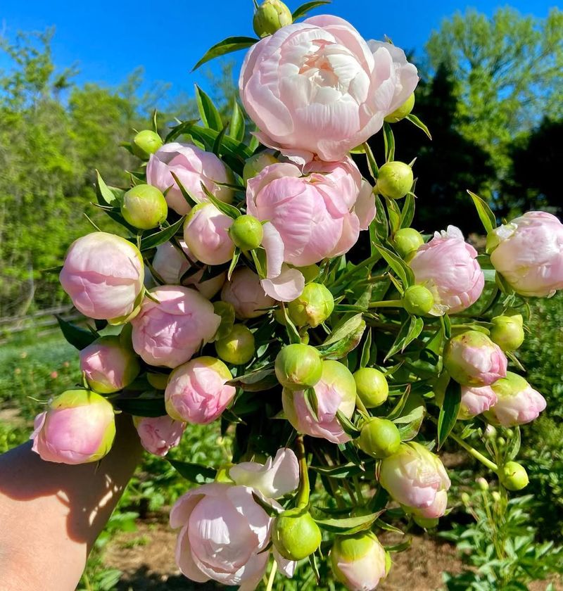 Peonies