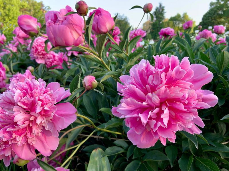 Peonies