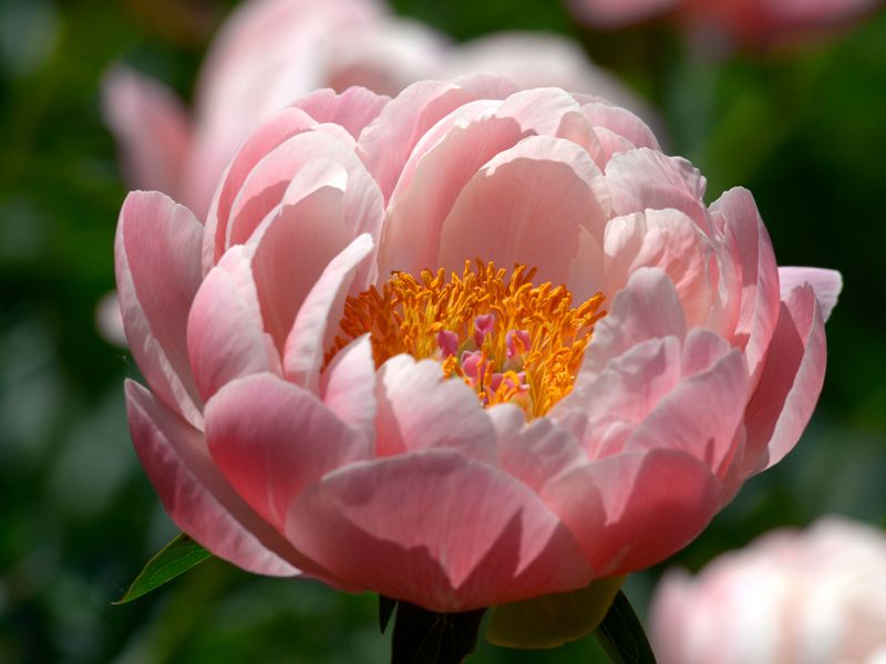 Peony