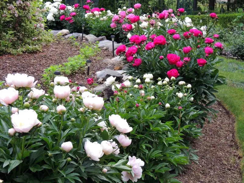 Peony Bushes