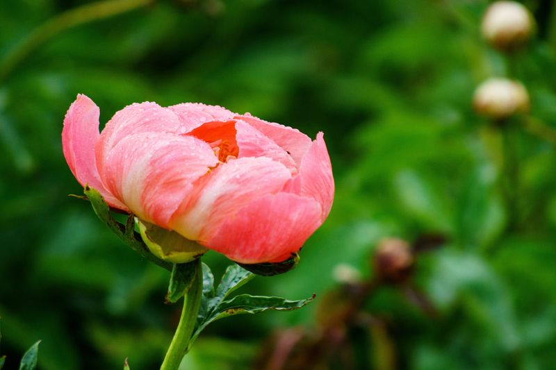 Peony Perfection