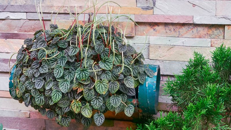 Peperomia