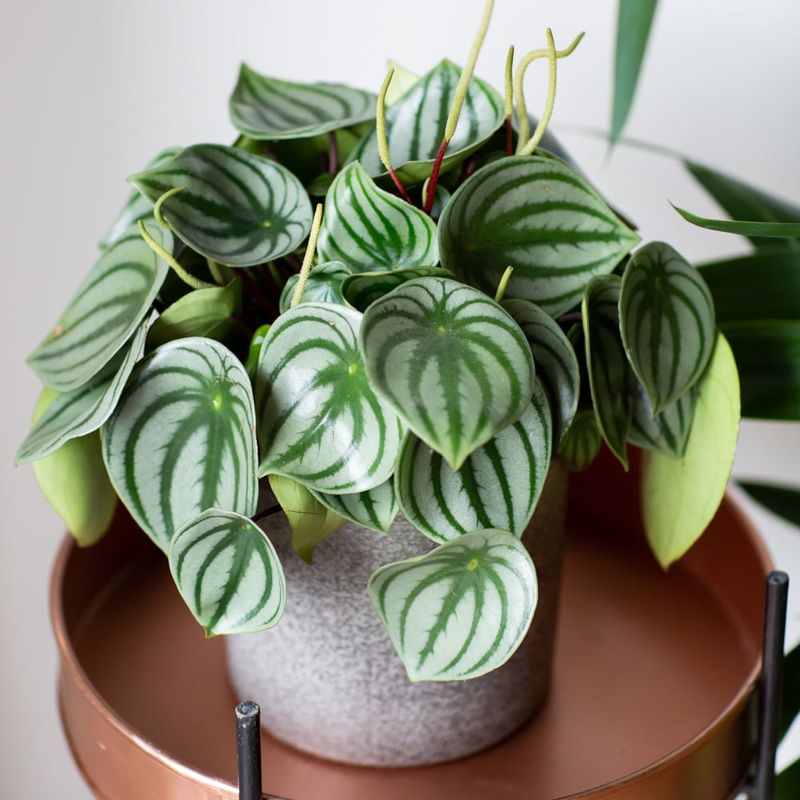 Peperomia